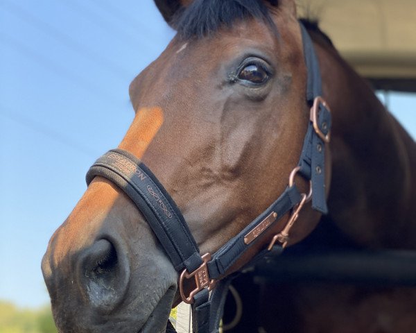 jumper Eloise B (KWPN (Royal Dutch Sporthorse), 2009, from Verdi)