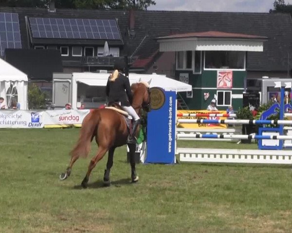 Dressur- und Springturnier Rheine-Wadelheim 2014