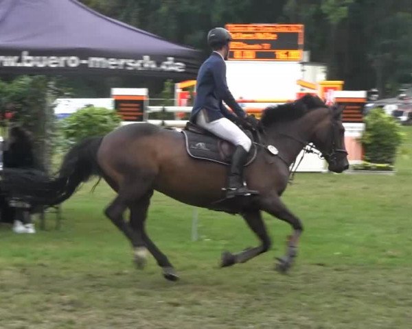 Dressur- und Springturnier Rheine-Wadelheim 2014