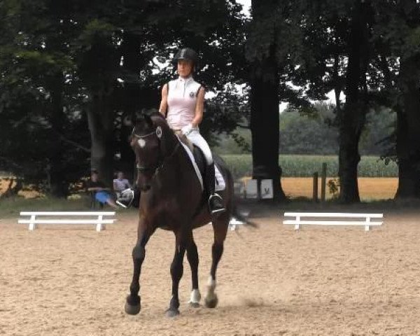 Dressur- und Springturnier Rheine-Wadelheim 2014