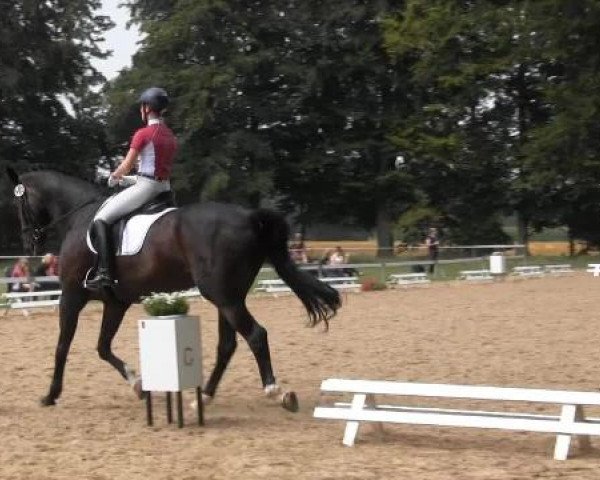 Dressur- und Springturnier Rheine-Wadelheim 2014