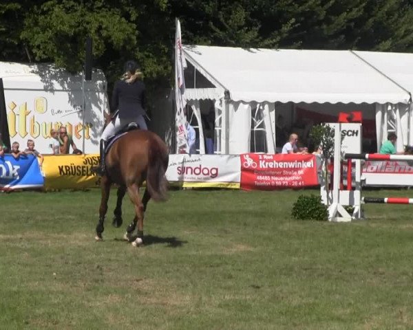 Dressur- und Springturnier Rheine-Wadelheim 2014