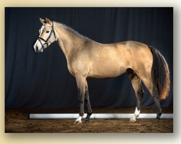 stallion Macao San (German Riding Pony, 2018, from FS Mr. President)