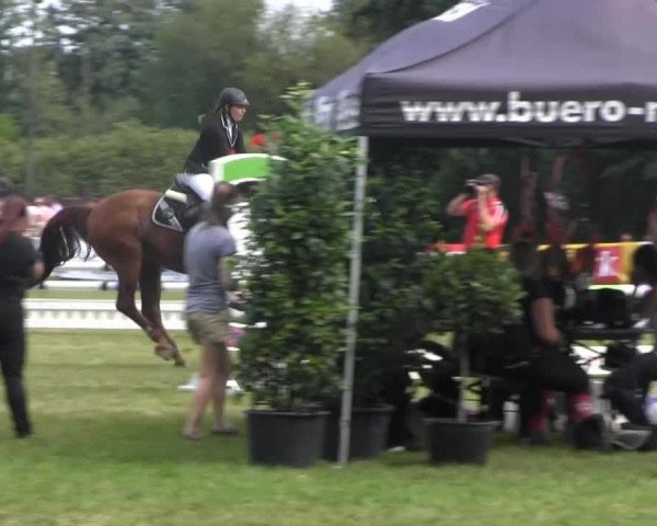Dressur- und Springturnier Rheine-Wadelheim 2014
