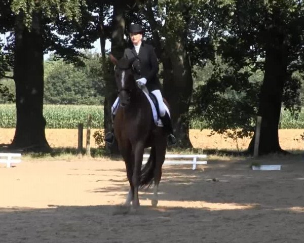 Dressur- und Springturnier Rheine-Wadelheim 2014