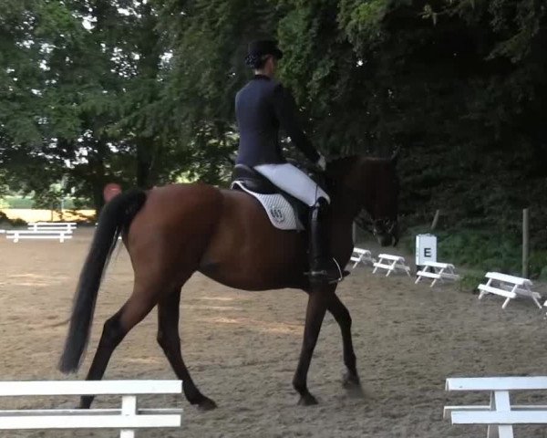 Dressur- und Springturnier Rheine-Wadelheim 2014