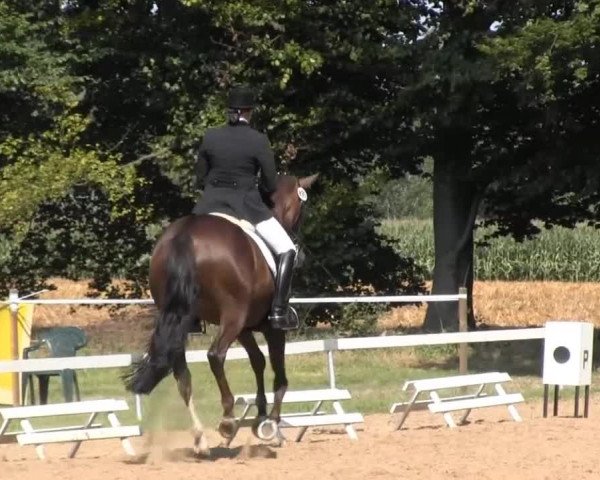 Dressur- und Springturnier Rheine-Wadelheim 2014
