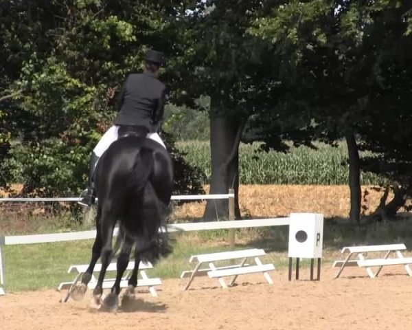 Dressur- und Springturnier Rheine-Wadelheim 2014