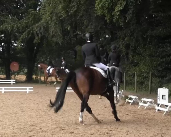 Dressur- und Springturnier Rheine-Wadelheim 2014