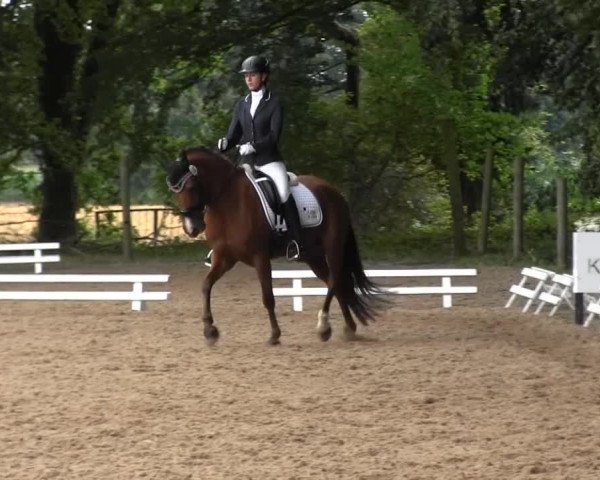 Dressur- und Springturnier Rheine-Wadelheim 2014