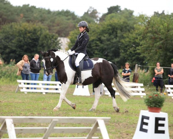 Springpferd Coline 20 (Pony ohne Rassebezeichnung, 2012)