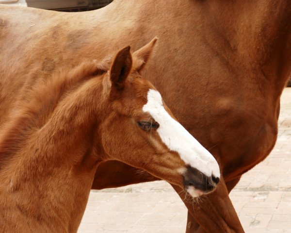 horse Hawaiian Dream (Hanoverian, 2020, from HICKSTEAD WHITE)