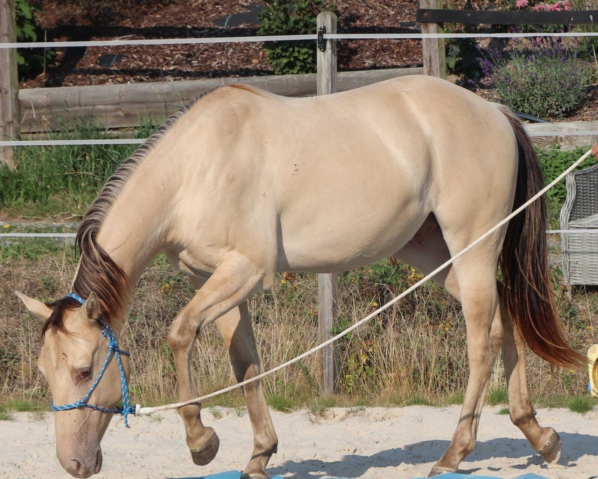 Louis le Grande: Cheval, Pedigree