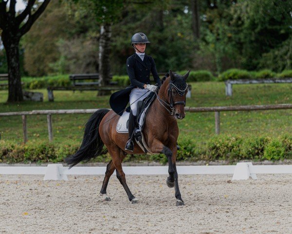 Cheval de Dressage Dreisatz (Poney de selle allemand, 2015, de Dreidimensional AT NRW)