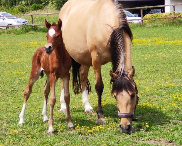 horse Stute von D-Power (German Riding Pony, 2020, from D-Power AT)