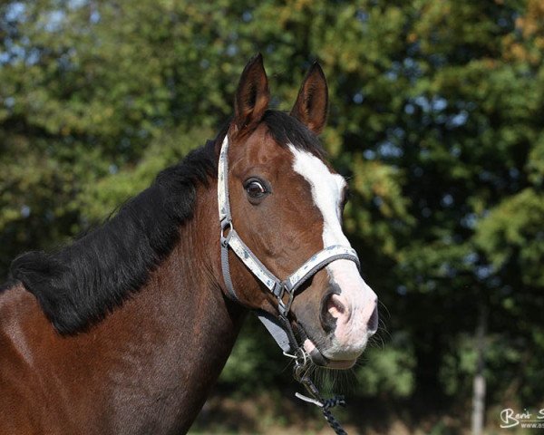 horse Fason (Polish Warmblood, 2000, from Bujak)