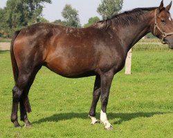 Zuchtstute Queen Frieda (Deutsches Reitpferd, 2013, von Kannan)