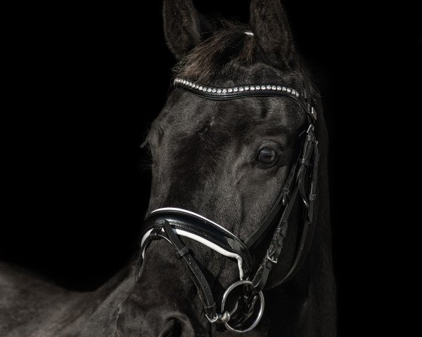 horse Samiro 39 (Westphalian, 2009, from Sir Donnerhall I)