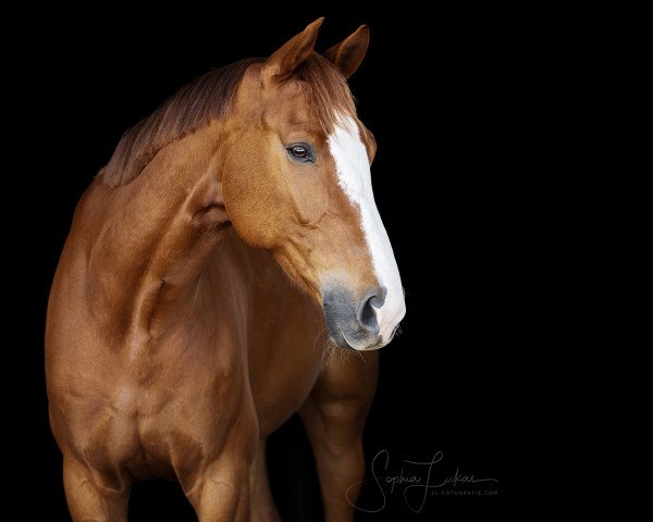 dressage horse St.valentin Junior (Hanoverian, 2011, from St. Moritz Junior)