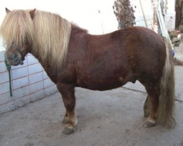 stallion Apollo (Haflinger, 2001, from Amigo)