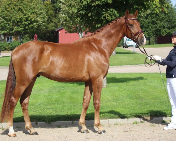Pferd Some Way (Schwedisches Warmblut, 2017, von Sankt Erik II 1265)