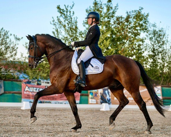 Cheval de Dressage Fürst Finesse (Hanovrien, 2015, de Fürstenball OLD)