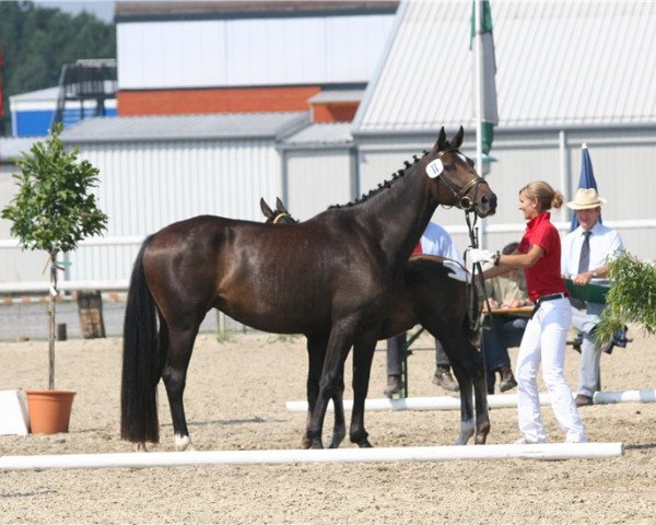Klacz hodowlana Power Princess (Hanower, 2004, od De Niro)