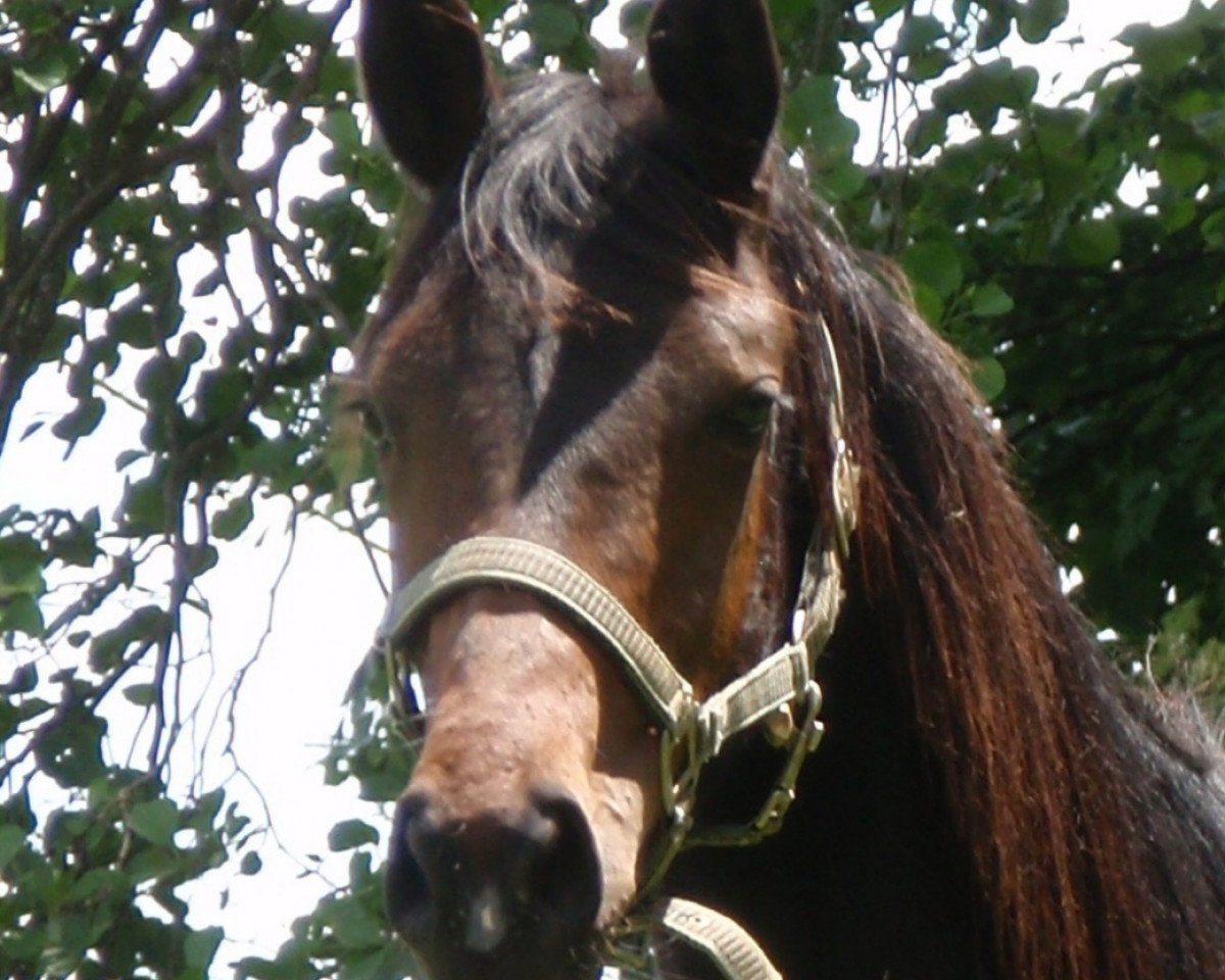 horse Pasadena (Austrian Warmblood, 2012, from Rittmeister)