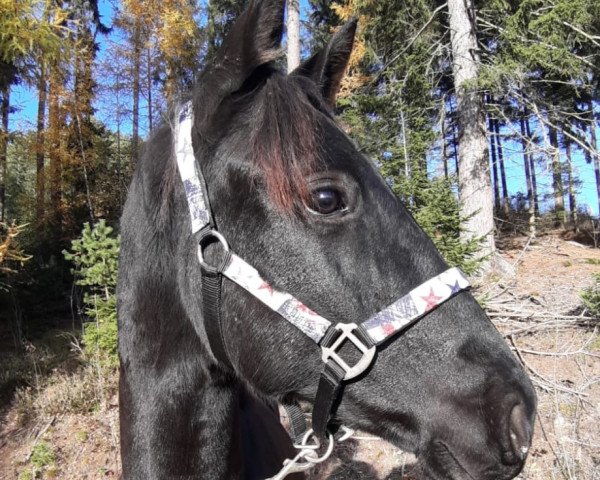 Pferd Dwayne Johnson S (Pinto/Hunter, 2019, von Dragon Fly)