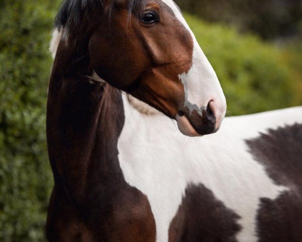 horse Idefix (Westphalian, 2015, from Insider)
