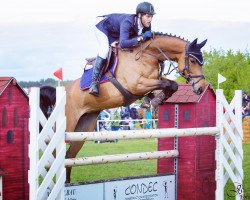 jumper Chelsea M (Hanoverian, 2013, from Castino 4)