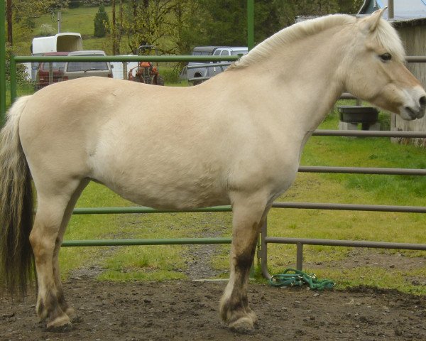 broodmare Willow (Fjord Horse, 2009, from Fair Acres Ole) broodmare Willow (Fjord Horse, 2009, from Fair Acres Ole)
