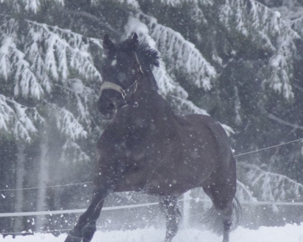 Zuchtstute Sunshine Lady 24 (Hessisches Warmblut, 2003, von Sandro Hit)