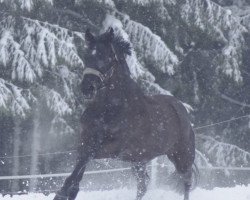 broodmare Sunshine Lady 24 (Hessian Warmblood, 2003, from Sandro Hit)