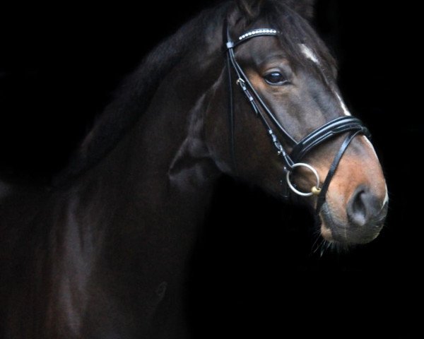 broodmare Sweet Child O'Mine (Westphalian, 2017, from Sir Bedo) broodmare Sweet Child O'Mine (Westphalian, 2017, from Sir Bedo)