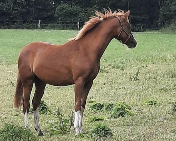 horse Red Fire (German Riding Pony, 2019, from Störtebekers Paco)