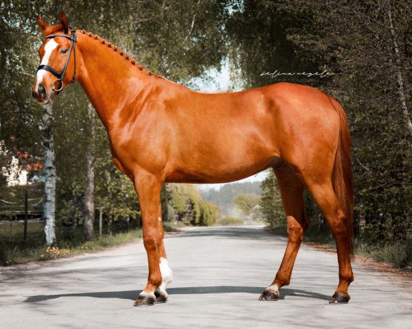 eventing horse Icare de Comtess (German Sport Horse, 2016, from Icare d'Olympe AA)