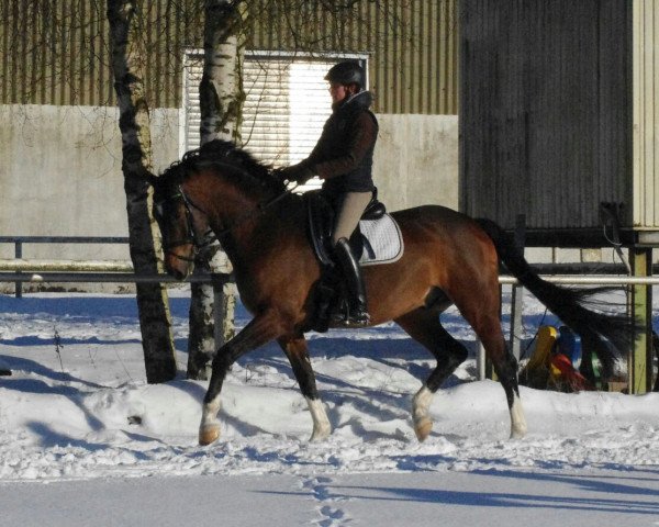 horse Sir Obelix (Westphalian, 2010, from Son of Cologne)