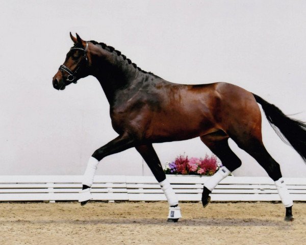 Pferd Amador 15 (Oldenburger, 2018, von Apache)