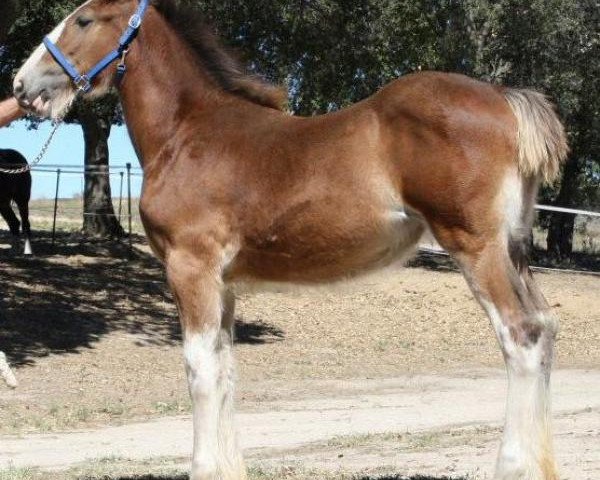 Pferd Somewhere Jilly Sue (Clydesdale, 2013, von Willow Way Firestone)