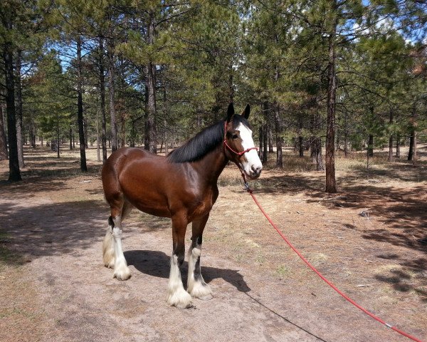 horse Somewhere Doc's Lady Lilly (Clydesdale, 2011, from Donegal Dr Pepper) horse Somewhere Doc's Lady Lilly (Clydesdale, 2011, from Donegal Dr Pepper)