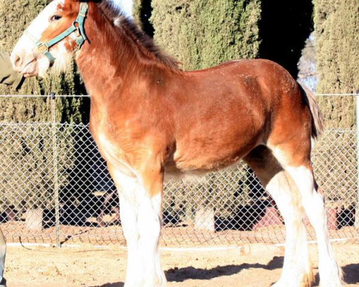 Cavallo Somewhere Cody's Sansa (Clydesdale, 2016, di Somewhere Yankee's Cody)