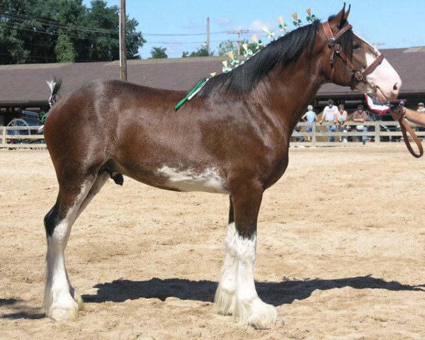horse Solomon's Brigadier (Clydesdale, 2003, from Westedge Ideal Ivan)
