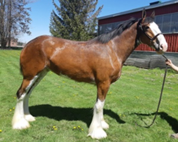 Pferd Sky Ridge Andrew's Krystal (Clydesdale, 2017, von Armbro Andrew)