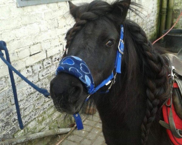 dressage horse Ebony (Shetland Pony, 2009) dressage horse Ebony (Shetland Pony, 2009)