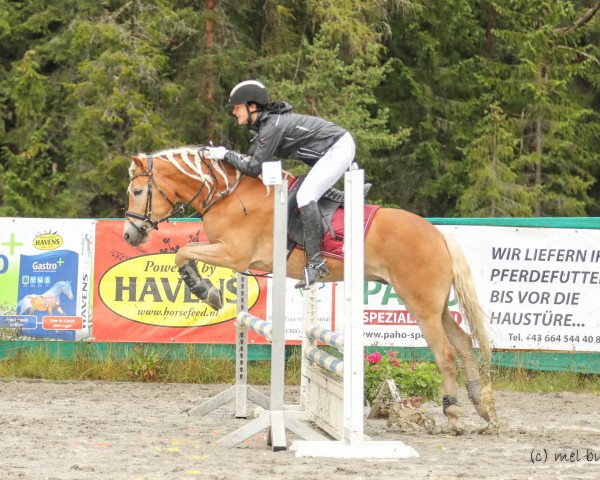 jumper Baccardi 5 (Haflinger, 2015) jumper Baccardi 5 (Haflinger, 2015)