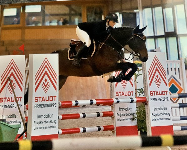 jumper Manhatten S 3 (Hanoverian, 2015, from C-Mocca D'Or)