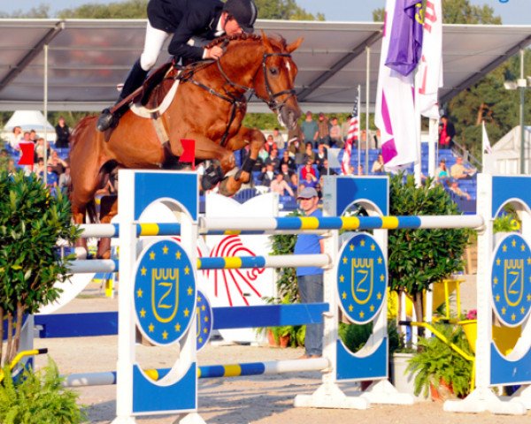 stallion Wandor van de Mispelaere D'10 (Belgian Warmblood, 1999, from Landor S)