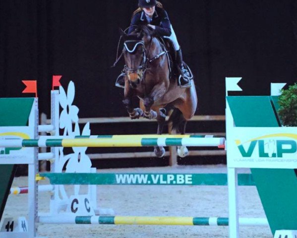 Jumper Fairlight van de Bekemolen (Belgian Warmblood, 2005, from Wunder Boy van de Zuuthoeve)