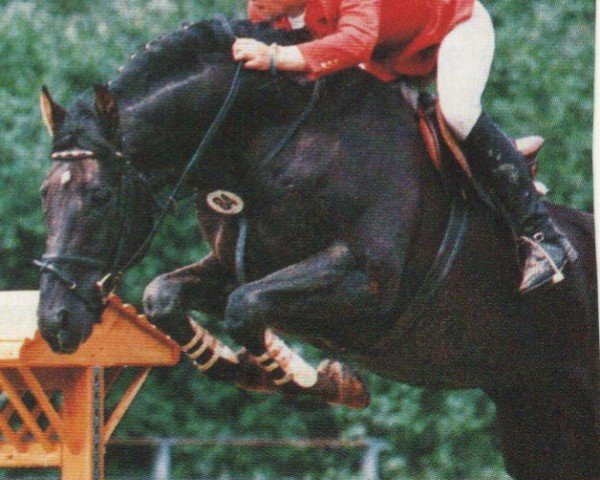 Stallion Courage (Oldenburger, 1982, from Karaté)